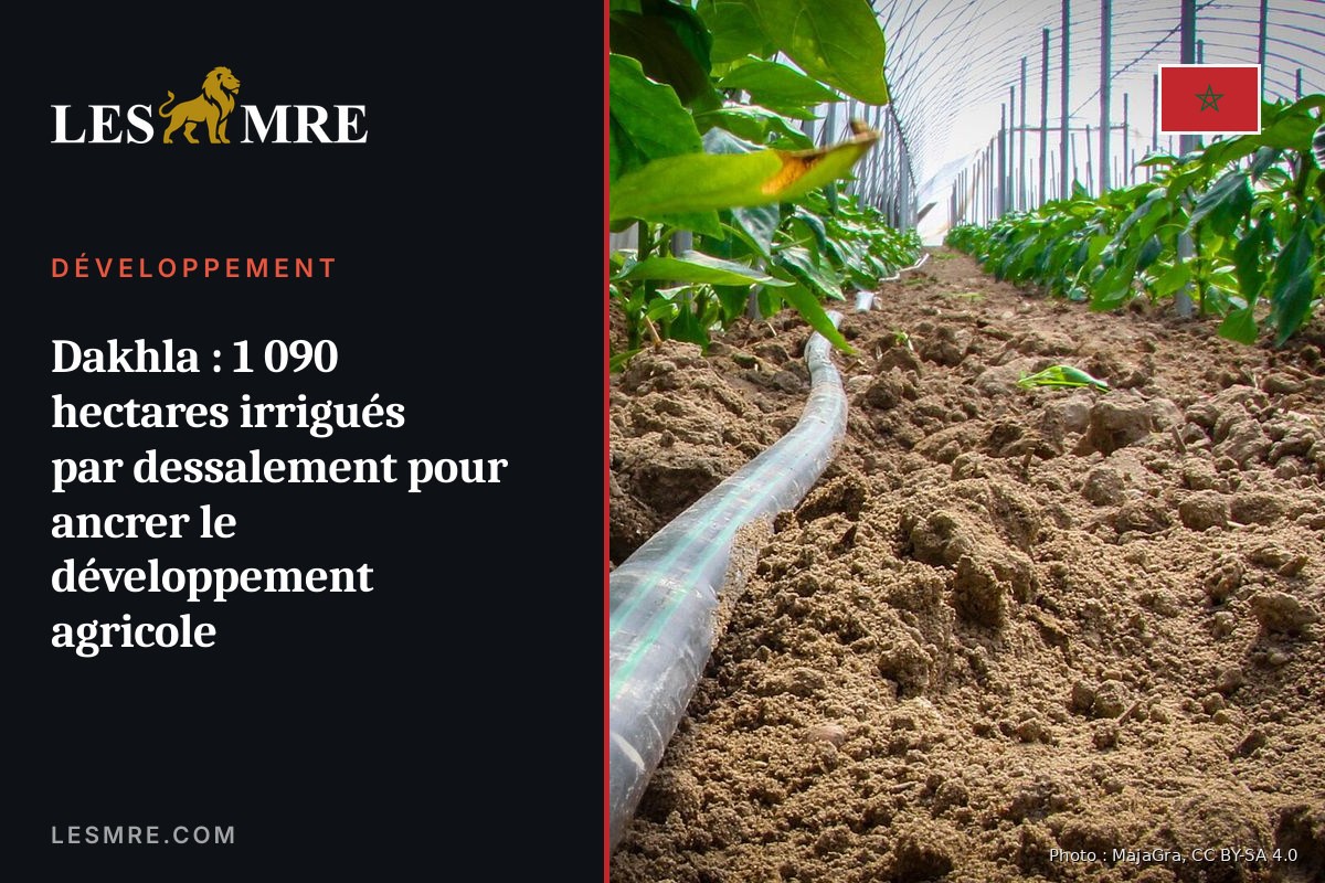 Dakhla: 1,090 hectares irrigated by desalination to anchor agricultural development